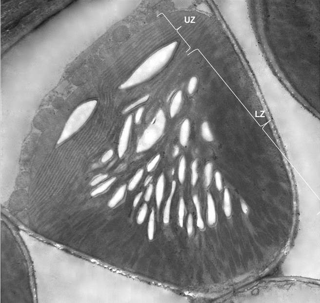 穿透式電子顯微鏡下所見的二區葉綠體